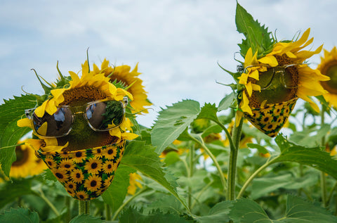Vitamina D e Coronavirus