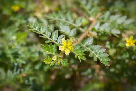 tribulus terrestris integrazione naturale