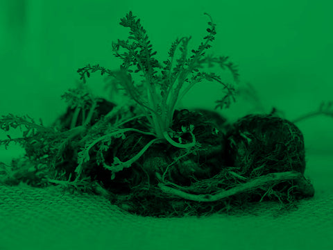 maca_nera_benefici_effetti_cosa_è