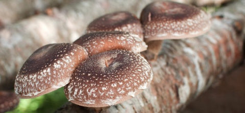 fungo shiitake per la prevenzione di carie