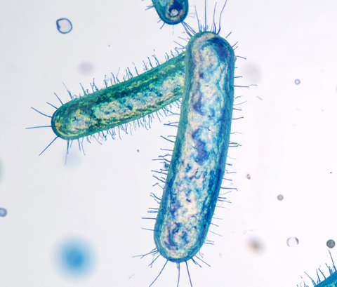 Aumentare la produzione di cellule Natural Killer: il ruolo di AHCC nel supporto immunitario