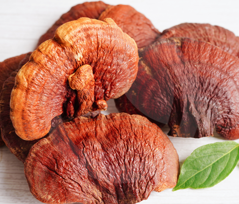 Funghi medicinali: cosa sono, come funzionano e quali scegliere