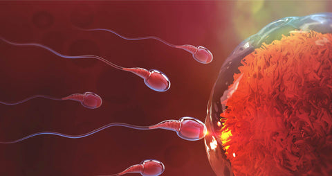 Aumento fertilità maschile con rimedi naturali