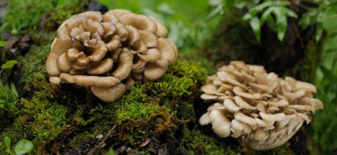 Maitake, il fungo medicinale dalle molteplici proprietà che cresce anche in Italia