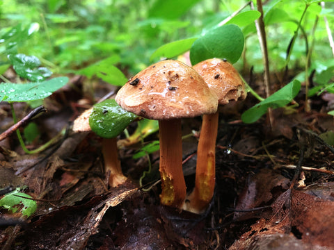 micoterapia_reishi_shiitake_ahcc_mitake_cordyceps